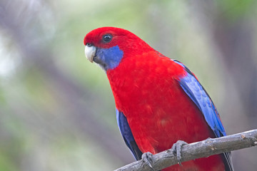 Rosella