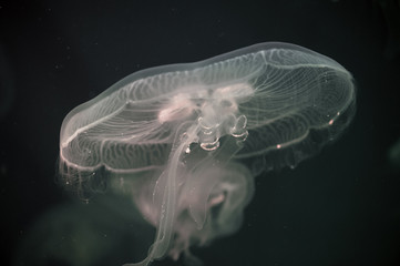 Moon jellyfish Aurelia aurita