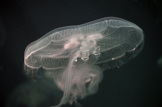 Moon Jellyfish Aurelia Aurita