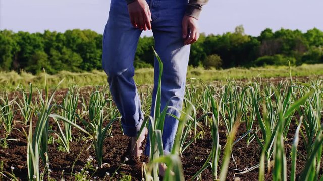 Barefoot farmer on farm field walks among garlic plants in a row, tilts and tears green garlic, cleans it from dry leaves and dirt. Working at farm.