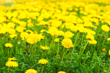 Yellow dandelion field