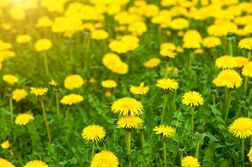 Yellow dandelion field