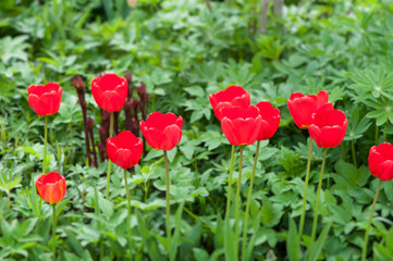 Beautiful red tulips with plants