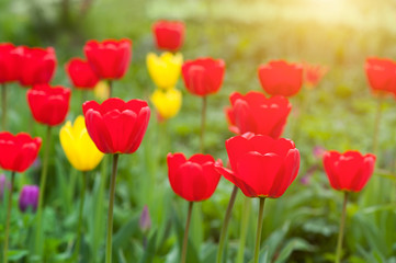 Beautiful red tulips with plants