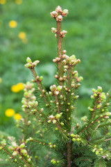 Young spruce tree