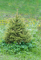 Young spruce tree