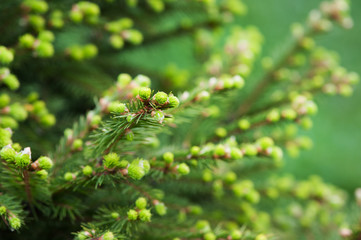 Young spruce tree