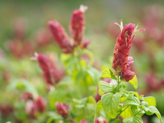 red pink flower Name Panama Queen Plant, The Orange Shrimp Plant, The Coral Aphelandra Single leaf Sorting alternately Lanceolate The flower is a big bouquet. With a small bouquet adorned on the base