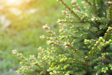 Young spruce tree