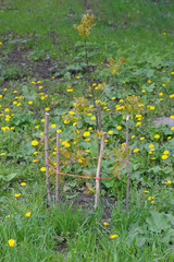 Handmade fencing for tree
