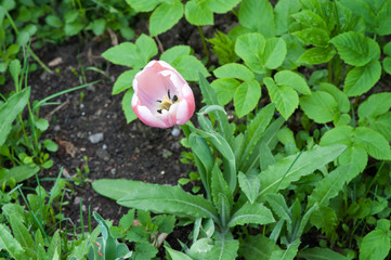 Closeup of a beautiful single tulip flower