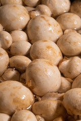 champignons top view