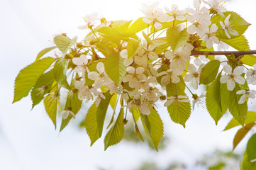 Apple tree flower close-up