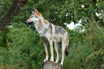 Wolf in the nature habitat