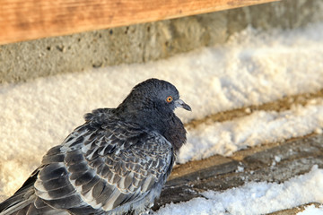 Dove in Winter Park