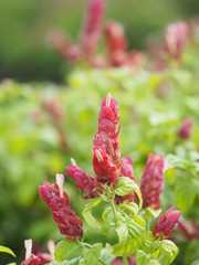 red pink flower Name Panama Queen Plant, The Orange Shrimp Plant, The Coral Aphelandra Single leaf Sorting alternately Lanceolate The flower is a big bouquet. With a small bouquet adorned on the base
