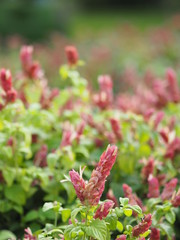 red pink flower Name Panama Queen Plant, The Orange Shrimp Plant, The Coral Aphelandra Single leaf Sorting alternately Lanceolate The flower is a big bouquet. With a small bouquet adorned on the base