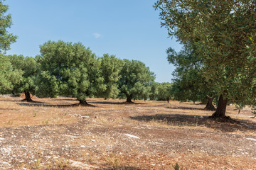 Ancient olive trees tell the story of our land. Puglia, Italy.