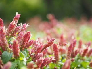 red pink flower Name Panama Queen Plant, The Orange Shrimp Plant, The Coral Aphelandra Single leaf Sorting alternately Lanceolate The flower is a big bouquet. With a small bouquet adorned on the base