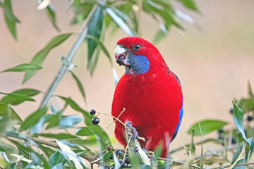 Rosella