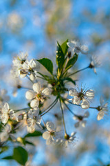 white flowers of cherry on a blurred blue background. Selective focus