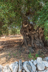 Fototapeta na wymiar Ancient olive trees tell the story of our land. Puglia, Italy.
