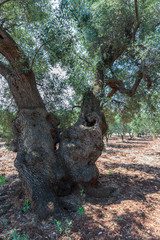 Obraz premium Ancient olive trees tell the story of our land. Puglia, Italy.