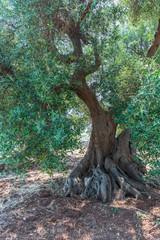 Ancient olive trees tell the story of our land. Puglia, Italy.