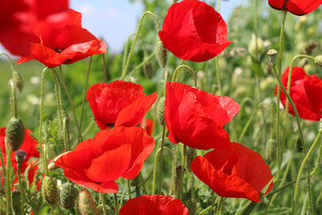 Obraz premium poppies blooming in the wild meadow
