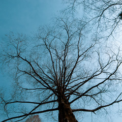 Fototapeta na wymiar 見上げる大木