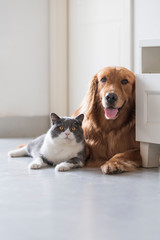 British shorthair and golden retriever, indoor shot