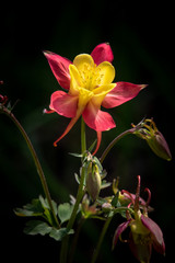 Aquilegia