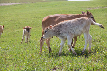 Naklejka na ściany i meble Close-up of calf in green field lit by sun with fresh summer grass on green blurred background. Cattle farming, breeding, milk and meat production concept.