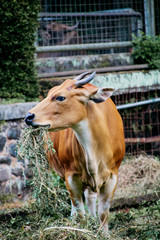 close up shoot of animal