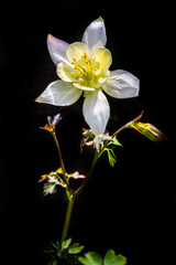 Aquilegia