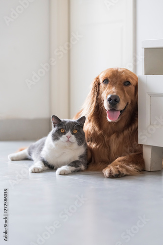 British Shorthair And Golden Retriever Indoor Shot Stock Photo