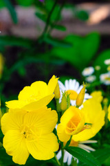 Obraz premium small yellow wild flowers closeup