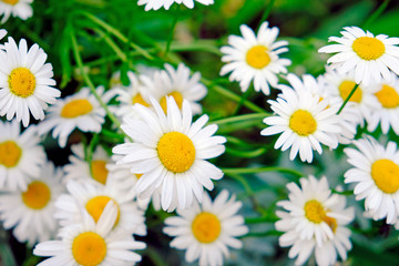 Obraz na płótnie Canvas Camomile daisy flowers, field flowers, chamomile flowers, summer day. 