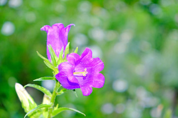 Obraz premium purple bell close-up on a blurred background. outdoors. 