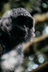 close up shoot of animal