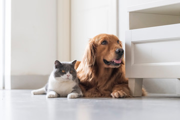 British shorthair and golden retriever, indoor shot