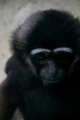 close up shoot of animal