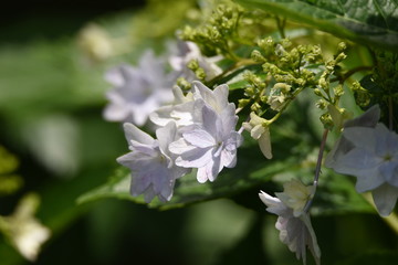 The season whenHydrangea blooms has come.