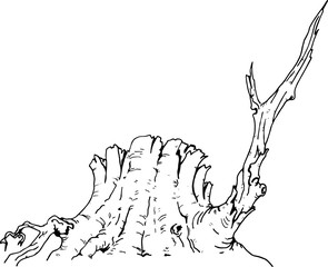 Vector illustration with one big, old tree stump. Done in black contour, isolated on white background.