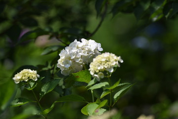 The season whenHydrangea blooms has come.
