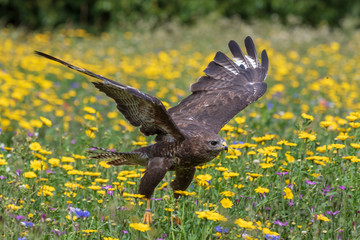 Common buzzard  (Buteo buteo)