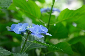 お寺の境内の紫陽花