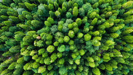 Aerial photography. Green trees in the forest. View down. No people. Screensaver for your desktop. Wildlife. Nature.