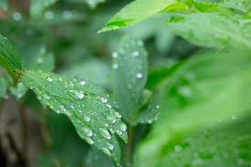 雨上がりに葉っぱにおちた雨の雫