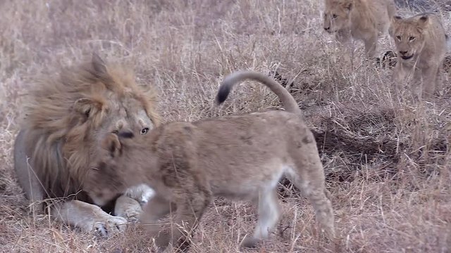 Male lion roars at cub while lying on dry grass. Other cubs move around behind them.